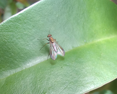 Diptera