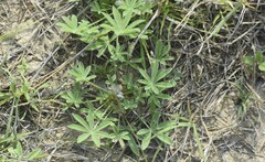 Lupinus texensis
