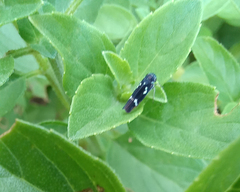 Macugonalia leucomelas