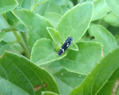 Macugonalia leucomelas