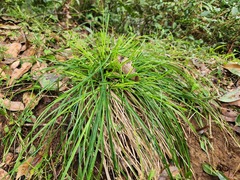 Carex breviculmis
