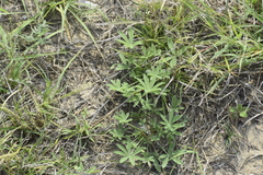 Lupinus texensis
