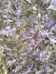 Critoniopsis