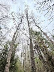 Liquidambar styraciflua