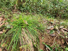 Carex breviculmis