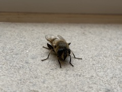 Eristalis tenax