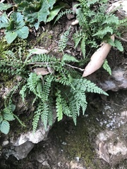 Asplenium fontanum