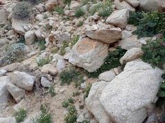 Phacelia pedicellata