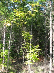 Fraxinus nigra image