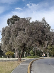 Critoniopsis
