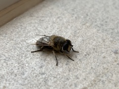 Eristalis tenax