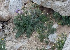Phacelia pedicellata