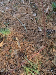 Rubus phoenicolasius