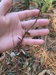 Rubus phoenicolasius