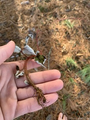 Rubus phoenicolasius