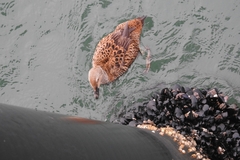 Somateria spectabilis