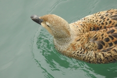 Somateria spectabilis