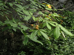 Aesculus chinensis