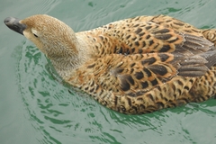 Somateria spectabilis