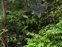 Asplenium wilfordii