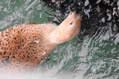 Somateria spectabilis