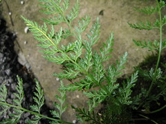 Asplenium wilfordii