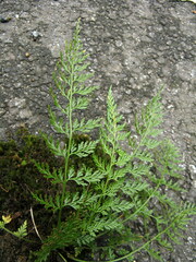 Asplenium wilfordii