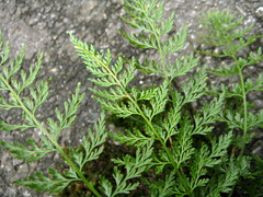Asplenium wilfordii