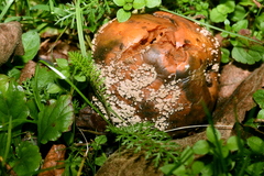 Monilinia fructigena