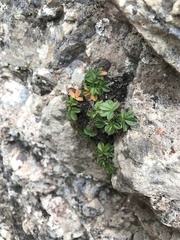 Potentilla caulescens