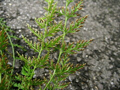 Asplenium wilfordii