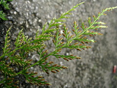 Asplenium wilfordii