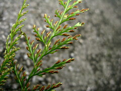 Asplenium wilfordii