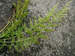 Asplenium wilfordii