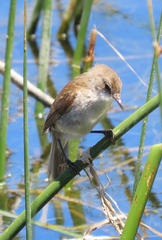 Acrocephalus gracilirostris