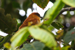 Pachyramphus cinnamomeus