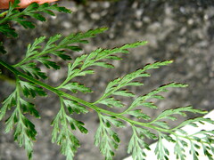 Asplenium wilfordii