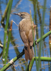 Acrocephalus gracilirostris