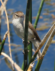 Acrocephalus gracilirostris