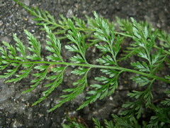 Asplenium wilfordii