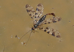 Panorpa meridionalis