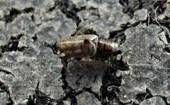 Dicranotropis hamata