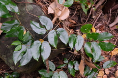 Hymenaea courbaril