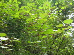 Actinidia