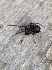 Steatoda