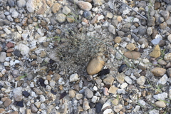 Ancistrocactus scheeri