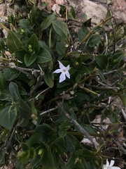 Vinca difformis
