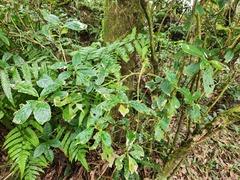 Asplenium normale