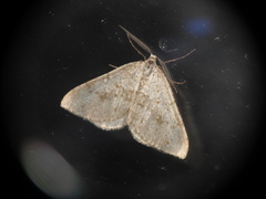 Colostygia multistrigaria