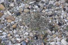 Ancistrocactus scheeri